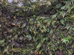 Fissidens gracilifolius