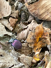 Scaphinotus elevatus