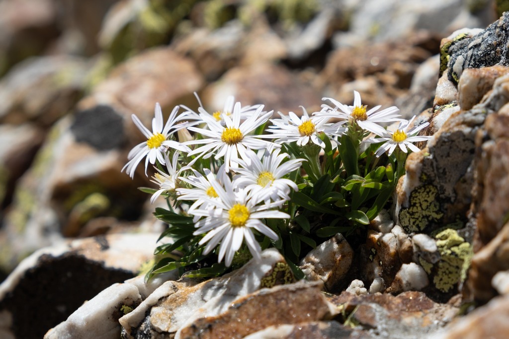 King's serpentweed