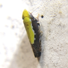 Scaphytopius sulphureus