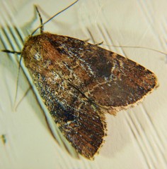 Anhimella contrahens