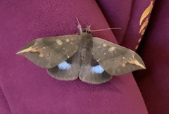 Ischyja manlia