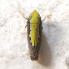Scaphytopius sulphureus