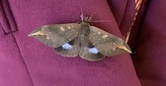 Ischyja manlia