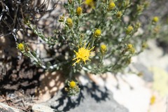 Ericameria discoidea