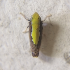 Scaphytopius sulphureus
