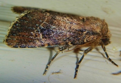 Anhimella contrahens