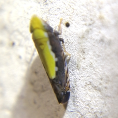 Scaphytopius sulphureus