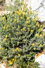Ericameria discoidea
