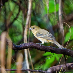 Sporophila morelleti morelleti