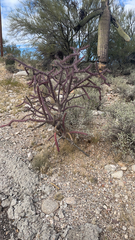 Cylindropuntia thurberi versicolor