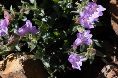 Penstemon montanus