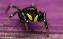 Heliophanus orchesta