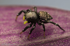 Heliophanus orchesta