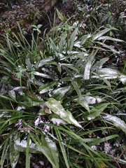 Neocheiropteris ovata