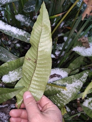 Neocheiropteris ovata