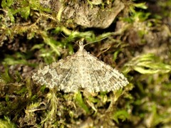 Alucita adriendenisi