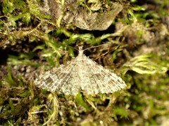 Alucita adriendenisi