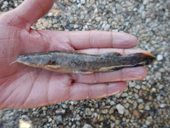Pylodictis olivaris