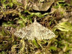 Alucita adriendenisi