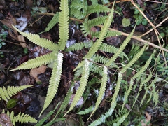 Pteris fauriei