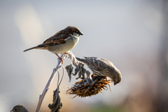 Passer domesticus