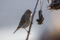 Haemorhous mexicanus