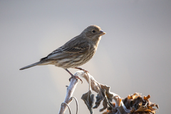 Haemorhous mexicanus