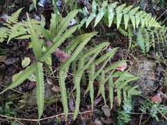 Pteris fauriei