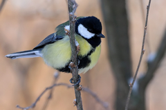 Parus major