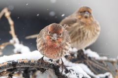 Haemorhous mexicanus