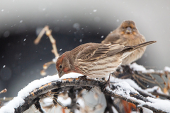 Haemorhous mexicanus