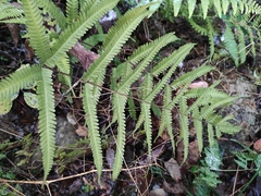 Pteris fauriei