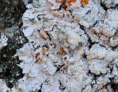 Erythricium aurantiacum