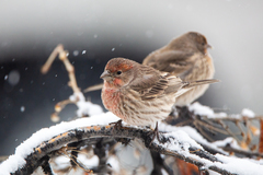 Haemorhous mexicanus