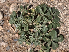 Pediomelum megalanthum