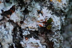 Erythricium aurantiacum