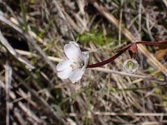 Epilobium chlorifolium