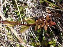 Epilobium chlorifolium
