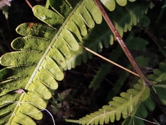 Pteris fauriei