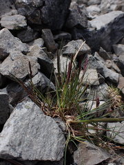 Agrostis muelleriana