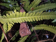 Pteris fauriei