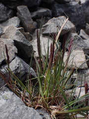 Agrostis muelleriana