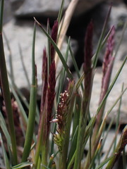 Agrostis muelleriana