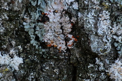Erythricium aurantiacum