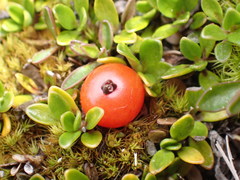 Coprosma perpusilla perpusilla