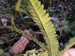 Pteris fauriei