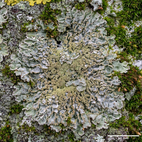 fyskónia žltkavá (Physconia enteroxantha)