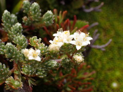 Kelleria villosa