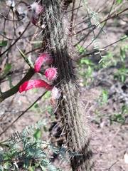 Cleistocactus baumannii